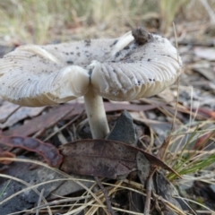 Russula sp. (genus) at Bicentennial Park - 5 Jan 2024