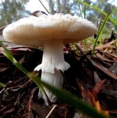 Amanita sp. (Amanita sp.) at QPRC LGA - 4 Jan 2024 by Paul4K