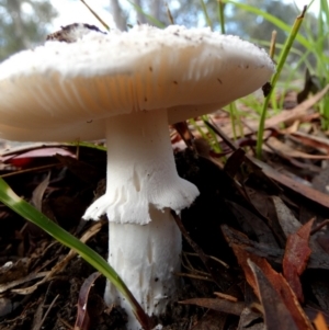 Amanita sp. at QPRC LGA - 5 Jan 2024 06:49 AM