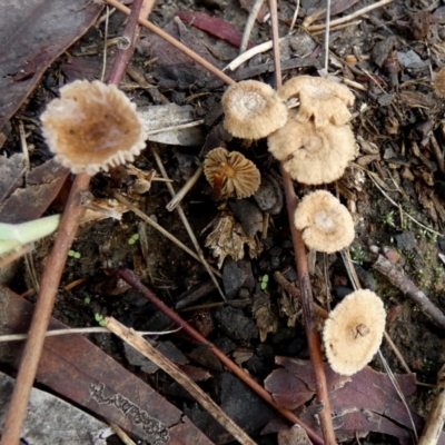 zz agaric (stem; gills not white/cream) at Bicentennial Park - 4 Jan 2024 by Paul4K