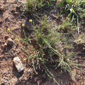 Calotis lappulacea at Murga, NSW - 31 Dec 2023