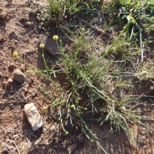 Calotis lappulacea at Murga, NSW - suppressed