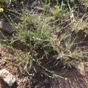 Calotis lappulacea at Murga, NSW - 31 Dec 2023