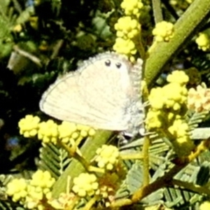 Nacaduba biocellata at Murga, NSW - 31 Dec 2023