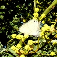 Nacaduba biocellata at Murga, NSW - suppressed