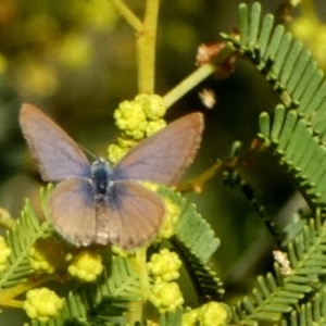 Nacaduba biocellata at Murga, NSW - suppressed