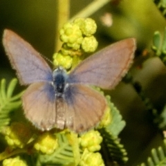 Nacaduba biocellata at Murga, NSW - suppressed