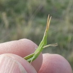 Unidentified Grasshopper (several families) at Murga, NSW - 31 Dec 2023 by Paul4K