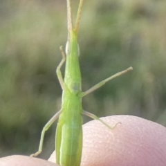 Acrida conica at Murga, NSW - suppressed