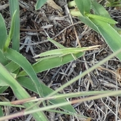 Acrida conica at Murga, NSW - suppressed