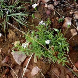 Vittadinia muelleri at Murga, NSW - 2 Jan 2024