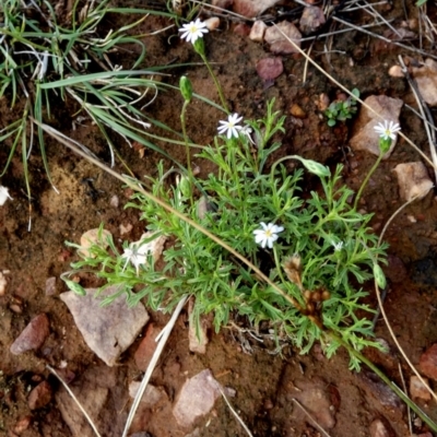 Vittadinia muelleri (Narrow-leafed New Holland Daisy) at Murga, NSW - 1 Jan 2024 by Paul4K