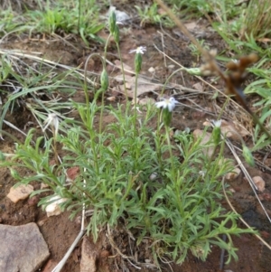 Vittadinia muelleri at Murga, NSW - suppressed