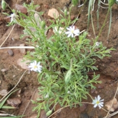 Vittadinia muelleri at Murga, NSW - 2 Jan 2024