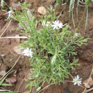 Vittadinia muelleri at Murga, NSW - suppressed