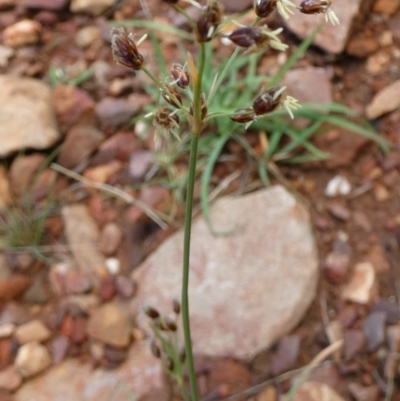 Fimbristylis aestivalis at Murga, NSW - 1 Jan 2024 by Paul4K