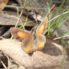 Paralucia pyrodiscus (Fiery Copper) at McQuoids Hill - 5 Jan 2024 by HelenCross