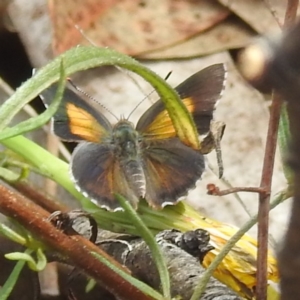 Paralucia pyrodiscus at McQuoids Hill - suppressed