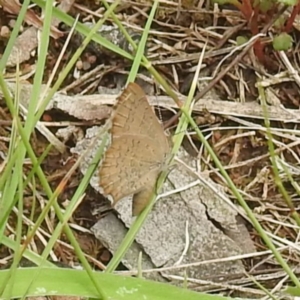 Paralucia pyrodiscus at McQuoids Hill - suppressed