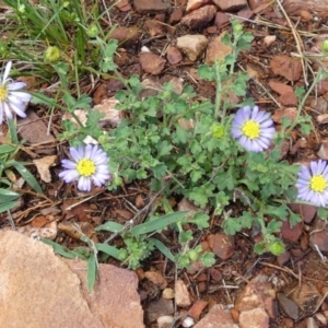 Calotis cuneifolia at Murga, NSW - 2 Jan 2024