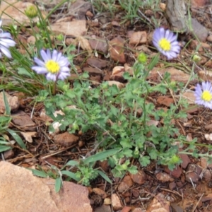 Calotis cuneifolia at Murga, NSW - 2 Jan 2024