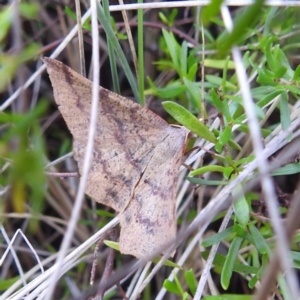 Rhinodia rostraria at McQuoids Hill - 5 Jan 2024