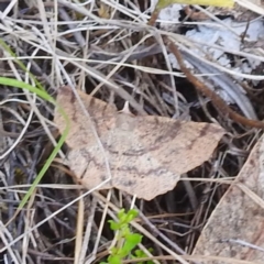 Rhinodia rostraria at McQuoids Hill - 5 Jan 2024