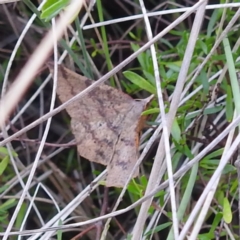 Rhinodia rostraria at McQuoids Hill - 5 Jan 2024 04:54 PM