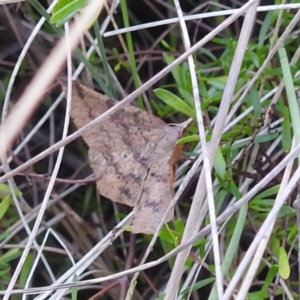 Rhinodia rostraria at McQuoids Hill - 5 Jan 2024