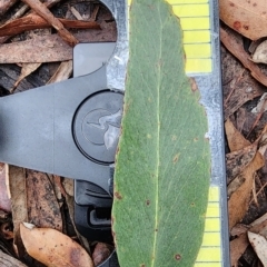 Eucalyptus piperita subsp. urceolaris at Mount Kingiman, NSW - 5 Jan 2024