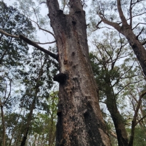 Eucalyptus piperita subsp. urceolaris at Mount Kingiman, NSW - 5 Jan 2024