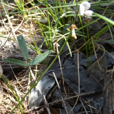 Grona varians (Slender Tick-Trefoil) at Murga, NSW - 1 Jan 2024 by Paul4K