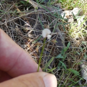 Grona varians at Murga, NSW - suppressed