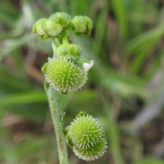 Hackelia suaveolens (Sweet Hounds Tongue) at Kambah, ACT - 5 Jan 2024 by HelenCross