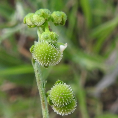 Hackelia suaveolens (Sweet Hounds Tongue) at McQuoids Hill - 5 Jan 2024 by HelenCross