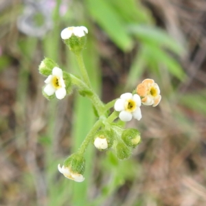 Hackelia suaveolens at McQuoids Hill - 5 Jan 2024