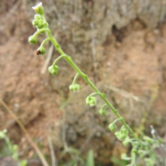 Hackelia suaveolens at McQuoids Hill - 5 Jan 2024 05:12 PM