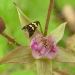 Glyphipterix chrysoplanetis (A Sedge Moth) at Lions Youth Haven - Westwood Farm - 5 Jan 2024 by HelenCross