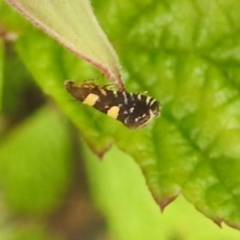 Glyphipterix chrysoplanetis at Lions Youth Haven - Westwood Farm A.C.T. - 5 Jan 2024