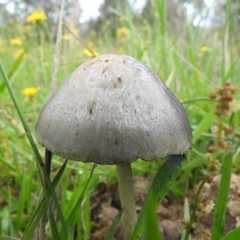 Panaeolus sp. (Panaeolus) at Lions Youth Haven - Westwood Farm A.C.T. - 5 Jan 2024 by HelenCross