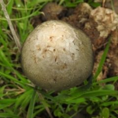 Panaeolus sp. at Lions Youth Haven - Westwood Farm A.C.T. - 5 Jan 2024