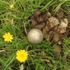 Panaeolus sp. at Lions Youth Haven - Westwood Farm A.C.T. - 5 Jan 2024