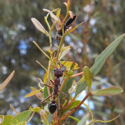 Myrmecia simillima (A Bull Ant) at McQuoids Hill - 5 Jan 2024 by HelenCross