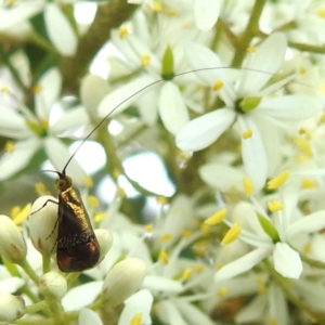 Nemophora (genus) at McQuoids Hill - 5 Jan 2024 01:48 PM