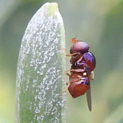 Chloropidae (family) (Frit fly) at McQuoids Hill - 5 Jan 2024 by HelenCross