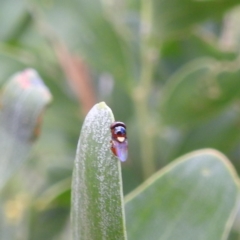 Chloropidae (family) at McQuoids Hill - 5 Jan 2024