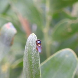 Chloropidae (family) at McQuoids Hill - 5 Jan 2024