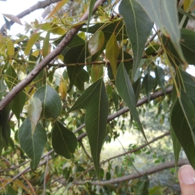 Brachychiton populneus (Kurrajong) at McQuoids Hill - 5 Jan 2024 by HelenCross