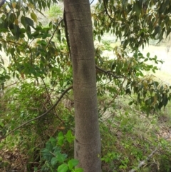 Brachychiton populneus at McQuoids Hill - 5 Jan 2024