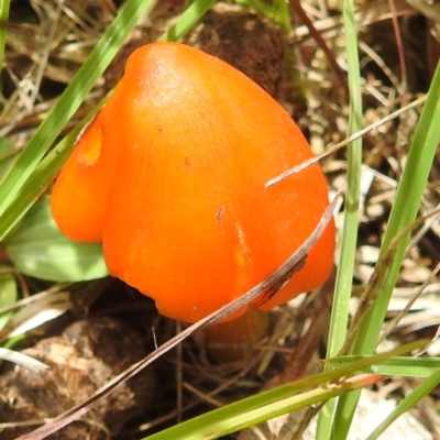 Hygrocybe conica complex (Witch's Hat) at Kambah, ACT - 5 Jan 2024 by HelenCross